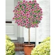 HIBISKUS NA PNIU Tower Purple - sadzonki 100 / 130 cm